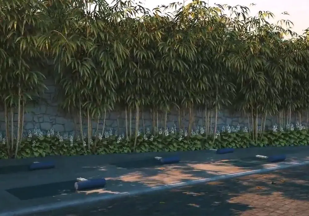 Zen Lawn